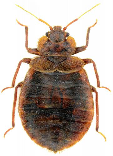 Cimex lectularius
